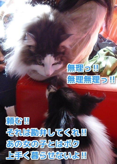 $バカきょうだいの記録