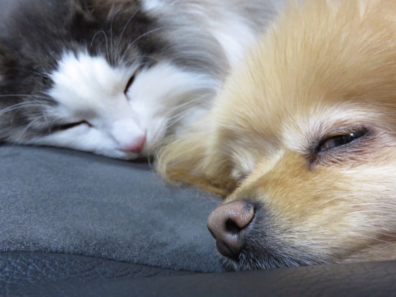 犬猫専用添い寝シート 毛玉きょうだい Powered By ライブドアブログ