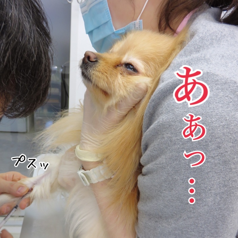 採血を頑張る犬 毛玉きょうだい Powered By ライブドアブログ