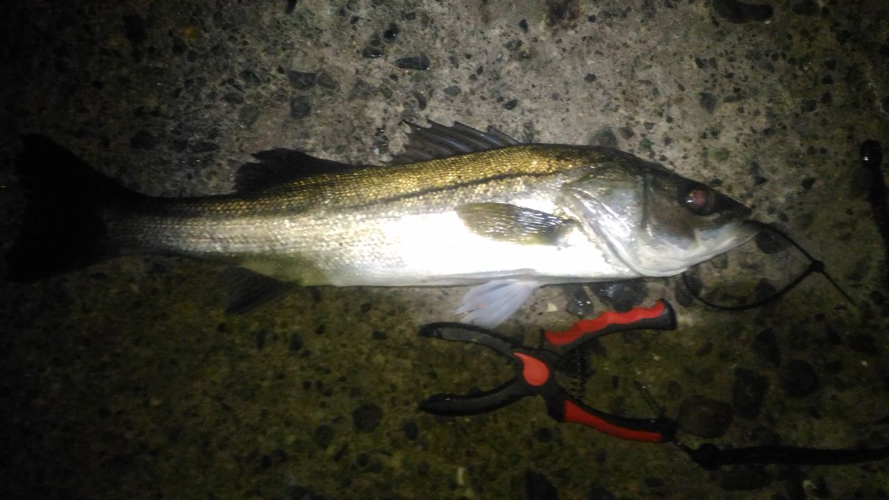 2 3今日は早川港に浮気 みなとみらいシーバスひたすら釣行記 2 3今日は早川港に浮気 みなとみらいシーバスひたすら釣行記