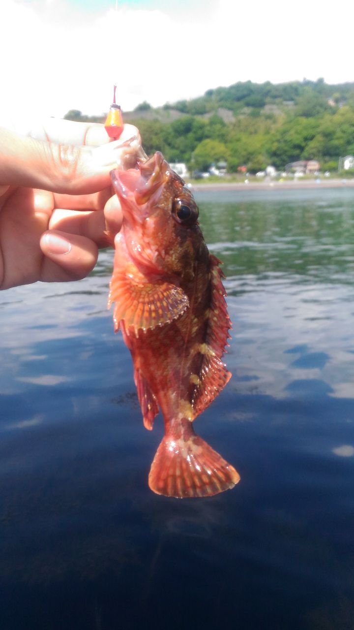 5月27日 28日ネンブツ君で泳がせ釣り みなとみらいシーバスひたすら釣行記