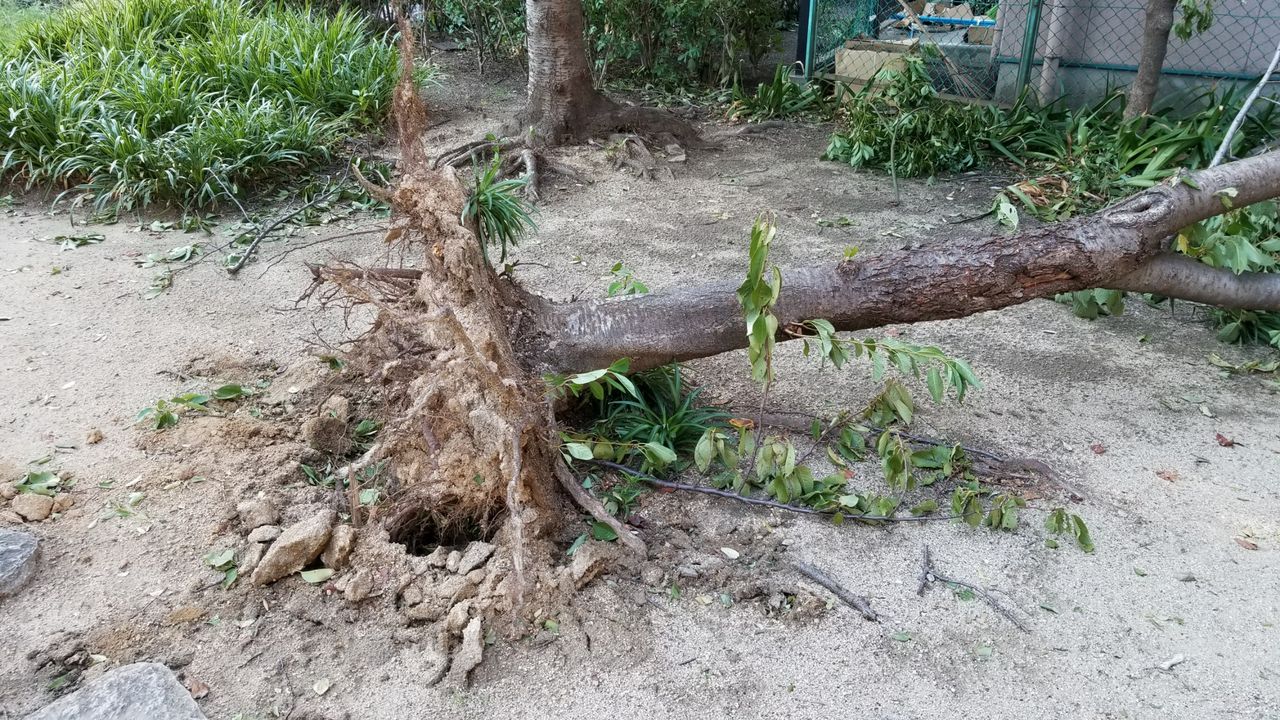 台風21号のせいで電気のない生活を体験中 zil5 go go 台風21号のせいで電気のない生活を体験中 zil5 go go
