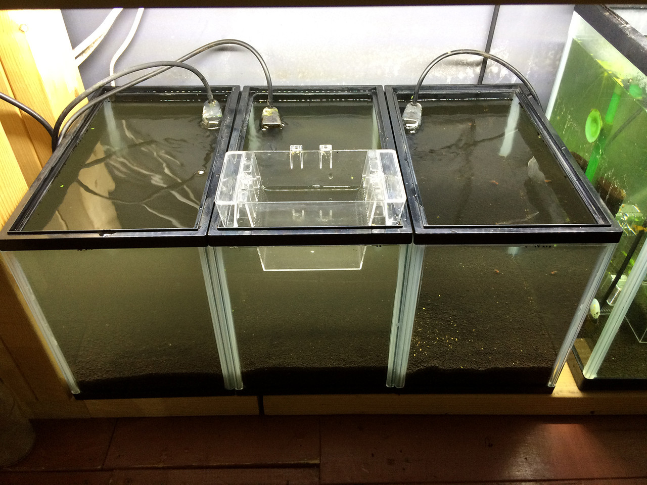 有機ソイルと無機ソイルのmix Keeper Beeと楓えび