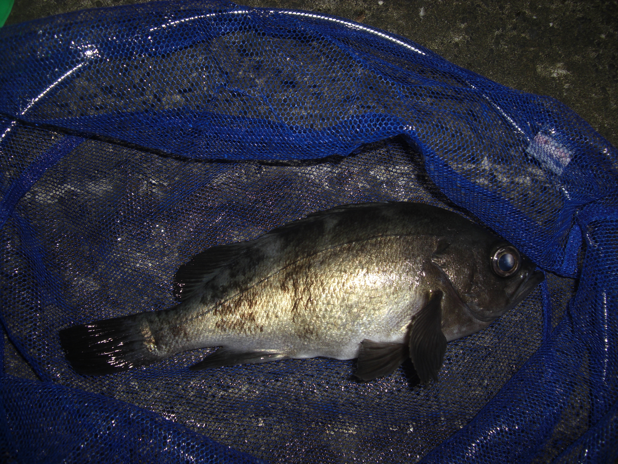 11月24 25日 福井 越前メバル アジ釣行 No Fishing No Life