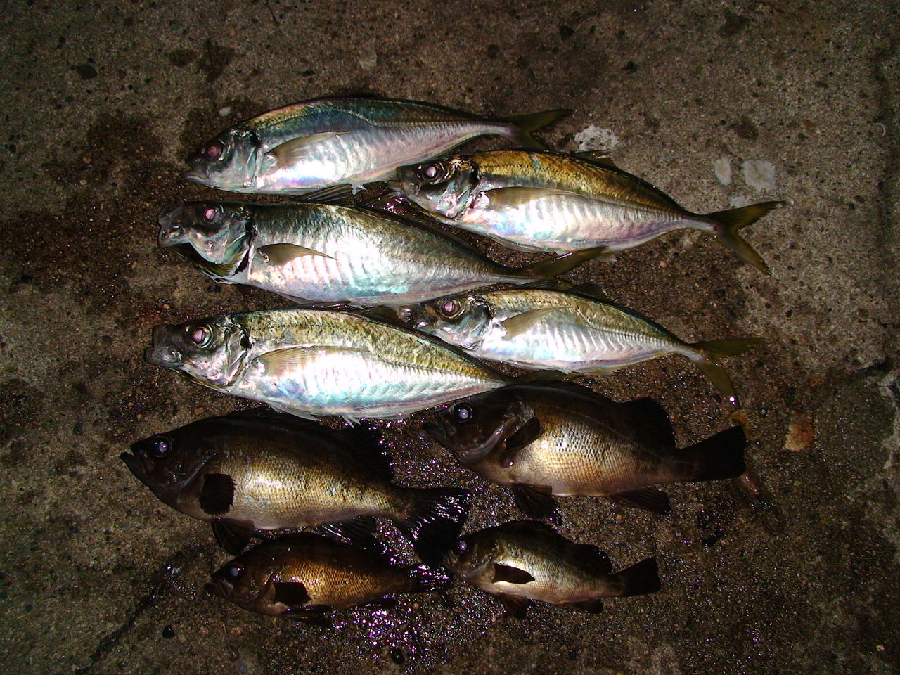 タックルのセレクトの基準と理想について リールのサイズと機能の差 Waterside Meeting On The Wonderful Nature