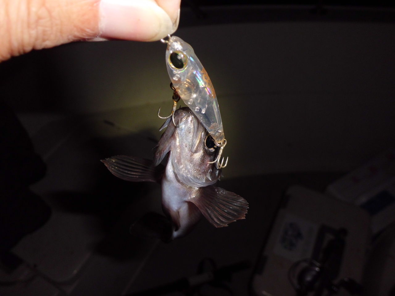 アジングにおいての盲点 アジの視認性と捕食の関係について Waterside Meeting On The Wonderful Nature