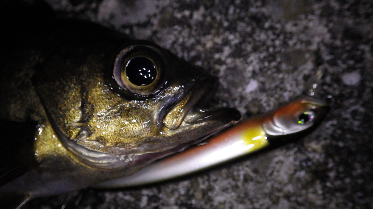 プラッギングゲームにおけるロッドワークの重要性と意識 癒しのメバルゲーム編 Waterside Meeting On The Wonderful Nature