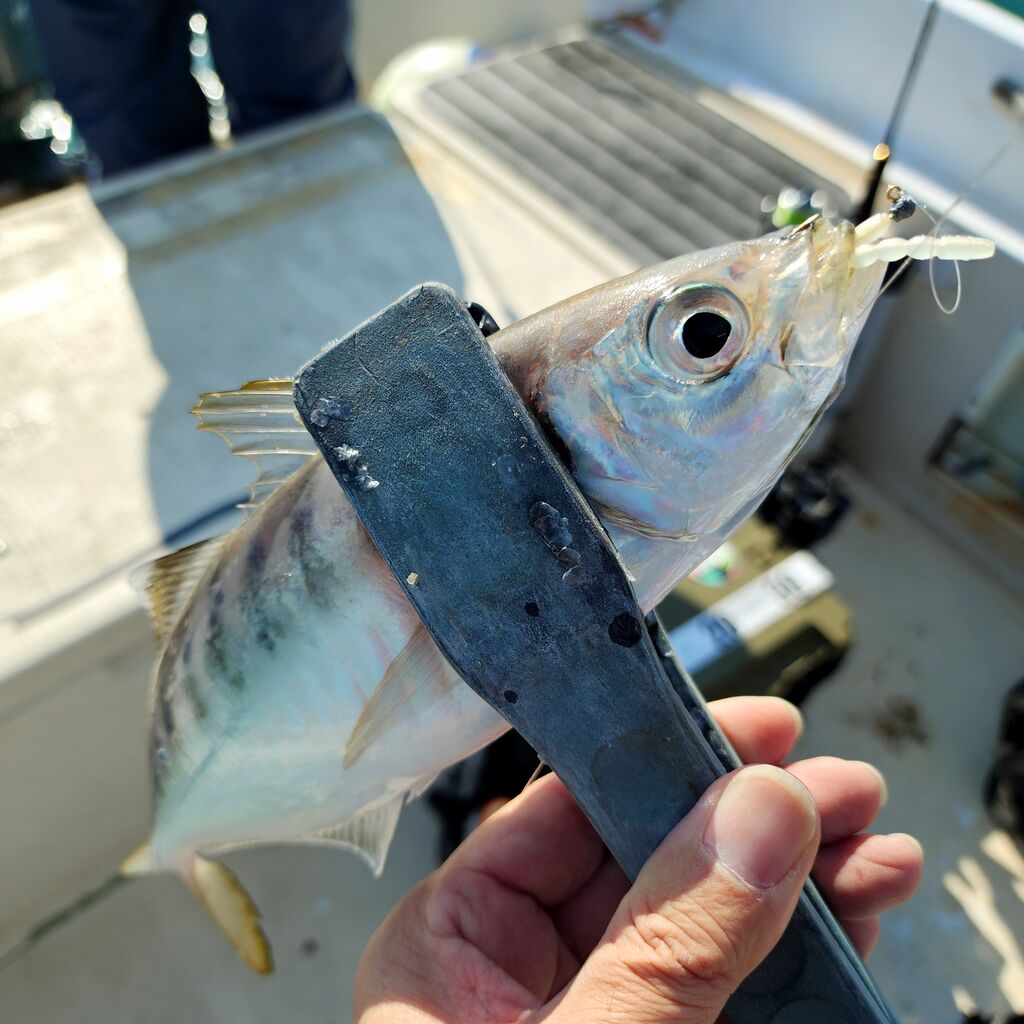 水深50m～80mのスーパーディープバチコン（アジング）の考察