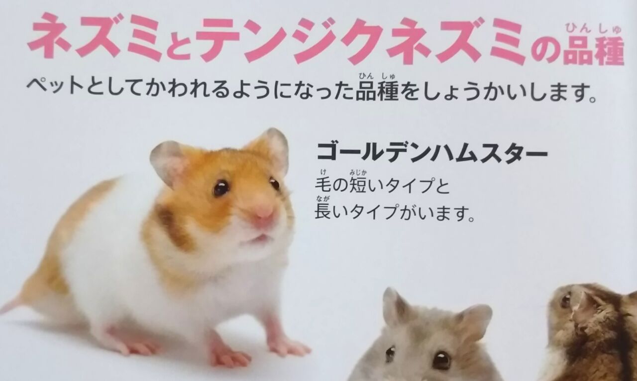 マクドナルド ハッピーセット ずかん 動物 ネズミのなかまたち Chaos Hobby Blog マクドナルド ハッピーセット ずかん 動物 ネズミのなかまたち Chaos Hobby Blog
