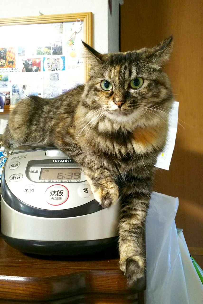 秋の風物猫 アルプスのアラサーchen 秋の風物猫 アルプスのアラサーchen