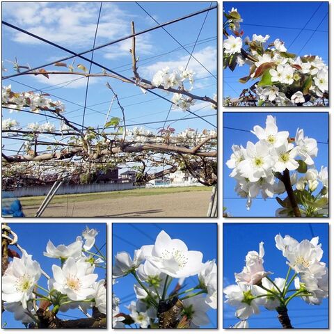 綺麗に咲いた梨の花 ぶらり散歩 写真日記