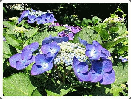加須 騎西の紫陽花の咲く風景 ぶらり散歩 写真日記 加須 騎西の紫陽花の咲く風景 ぶらり散歩 写真日記