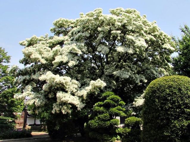 白い花が咲く なんじゃもんじゃ の木 ぶらり散歩 写真日記