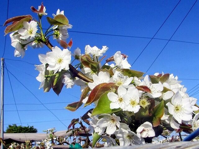 綺麗に咲いた梨の花 ぶらり散歩 写真日記