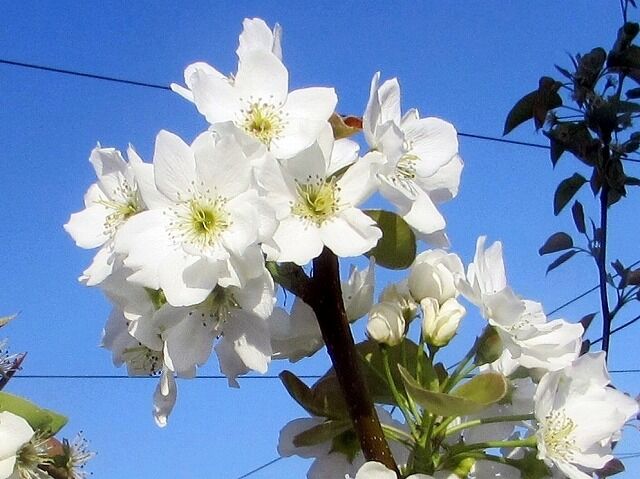 綺麗に咲いた梨の花 ぶらり散歩 写真日記