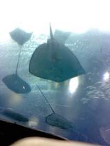 �������å���