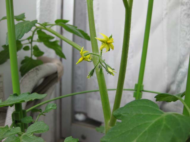 ミニトマトの花が咲いた 赤目酔眼奇譚