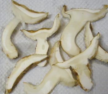 松茸 すばらしい香りの トルコ産 これに限ります 中高年 一人で作る料理 松茸 すばらしい香りの トルコ産 これに限ります 中高年 一人で作る料理