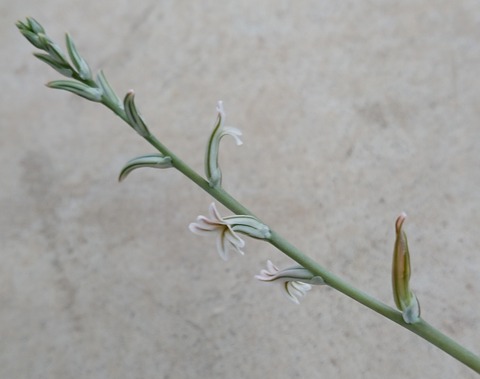 多肉植物 ハオルチア シンビフォルミス 花芽を切るか 育てるか 五十路オヤジの興味津々 リラックスする 自分を磨く 将来に備える そんな私の趣味生活 多肉植物 ハオルチア シンビフォルミス 花芽を切るか 育てるか 五十路オヤジの興味津々 リラックスする 自分を磨く 将来に備える そんな私の趣味生活