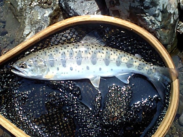 Flyの日記 : 今期初釣行