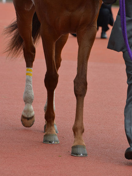 血統 馬体講座 レッツゴードンキ 桜花賞 競馬を100倍楽しむ方法 Jrdb ブログ