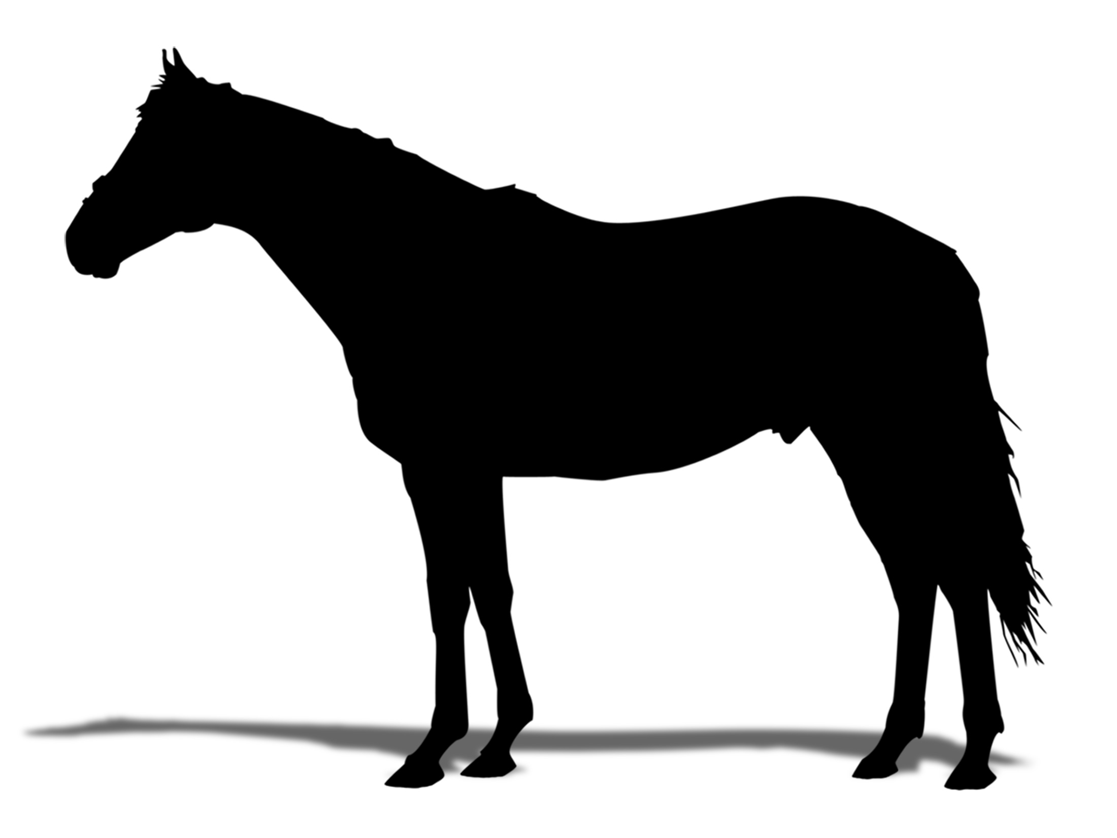 血統 馬体講座 キムケンドリーム 競馬を100倍楽しむ方法 Jrdb ブログ 血統 馬体講座 キムケンドリーム 競馬を100倍楽しむ方法 Jrdb ブログ