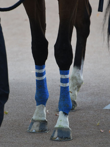 血統 馬体講座 ディバインコード 橘ステークス 競馬を100倍楽しむ方法 Jrdb ブログ