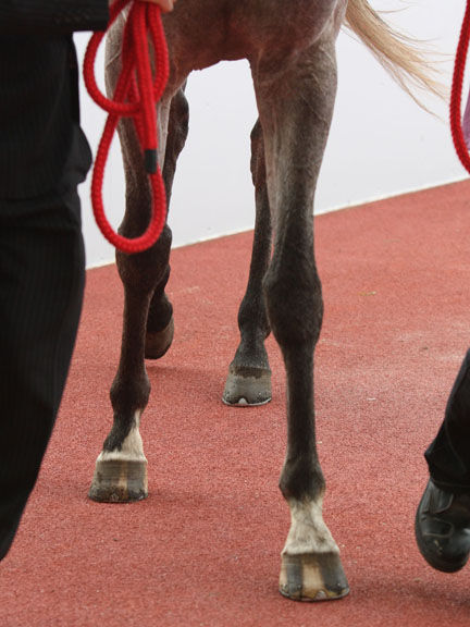 血統 馬体講座 シゲルスダチ マーガレットs 競馬を100倍楽しむ方法 Jrdb ブログ 血統 馬体講座 シゲルスダチ マーガレットs 競馬を100倍楽しむ方法 Jrdb ブログ