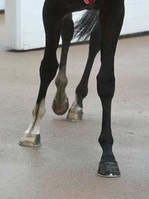 200216-9¥µ¥È¥Î¥¤¥ó¥×¥ì¥Ã¥µµÓ