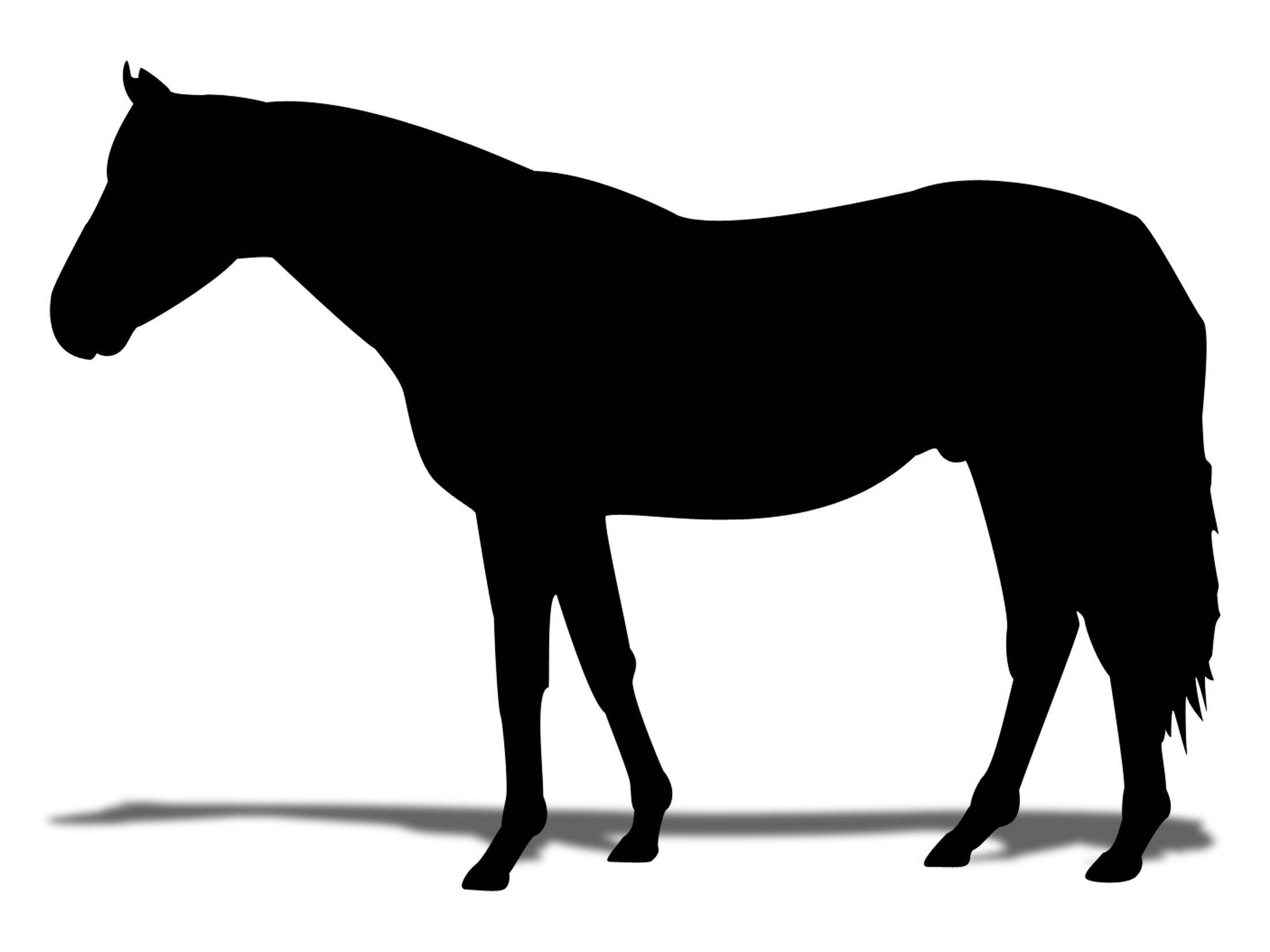 血統 馬体講座 ゴールスキー 新馬戦 競馬を100倍楽しむ方法 Jrdb ブログ