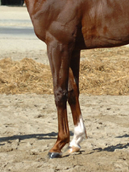 血統 馬体講座 ジュエルオブナイル 小倉２歳ｓ 競馬を100倍楽しむ方法 Jrdb ブログ