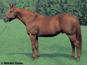 �ե����ǥԥ�ƥ�