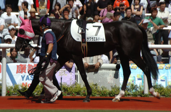 血統 馬体講座 サクラエルドール 新馬戦 競馬を100倍楽しむ方法 Jrdb ブログ