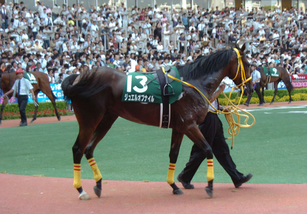 血統 馬体講座 ジュエルオブナイル 小倉２歳ｓ 競馬を100倍楽しむ方法 Jrdb ブログ