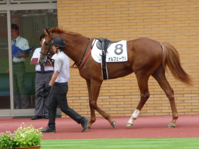 血統＆馬体講座】オルフェーヴル-新馬戦 : 競馬を100倍楽しむ方法