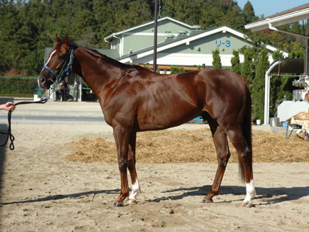 血統 馬体講座 ジュエルオブナイル 小倉２歳ｓ 競馬を100倍楽しむ方法 Jrdb ブログ