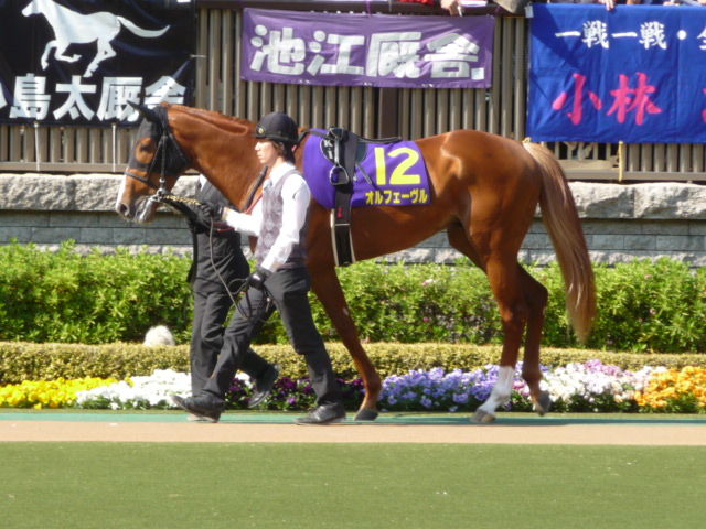 血統 馬体講座 オルフェーヴル 皐月賞 競馬を100倍楽しむ方法 Jrdb ブログ