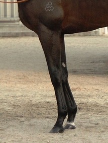 ¥¥ó¥·¥ã¥µ¥Î¥¥»¥_µÓ