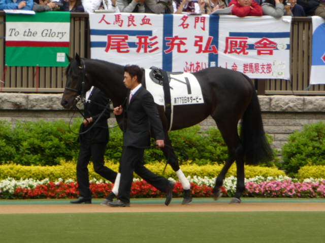 血統 馬体講座 エイシンフラッシュ 東京優駿 競馬を100倍楽しむ方法 Jrdb ブログ