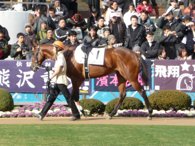 血統 馬体講座 タイムチェイサー 新馬戦 競馬を100倍楽しむ方法 Jrdb ブログ