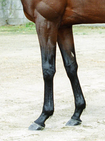 ¥¸¥ã¥ó¥°¥ë¥Ý¥±¥Ã¥È-µÓ