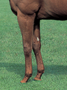 �ե����ǥԥ�ƥ�-��