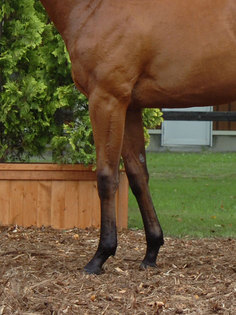 ¥é¥Õ¥£¥«¤Î2007-µÓ.jpg