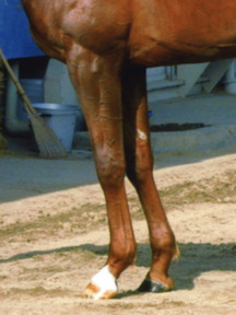 ¥À¥¤¥ï¥á¥¸¥ã¡¼-µÓ