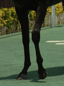 140726-5¥Ò¥ë¥Î¥Þ¥ì¥Ã¥ÈµÓ