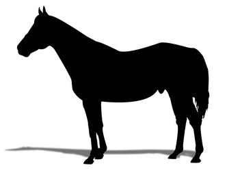 ¥Õ¥§¥¢¥ê¡¼¥¥ó¥°-¥·¥ë¥¨¥Ã¥È