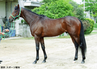 ¥¸¥ã¥ó¥°¥ë¥Ý¥±¥Ã¥È