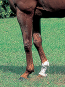 �إ������ץ��ƥ�����-��