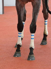 200328-9¥Ü¥ó¥ª¥à¥È¥¥¥Ã¥¯µÓ