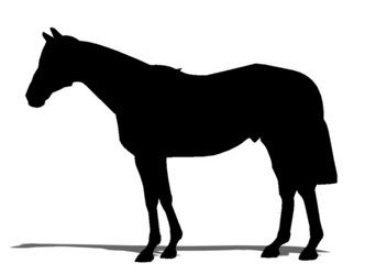 �������󥰥��������-���륨�å�